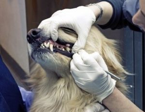 стоматология для животных